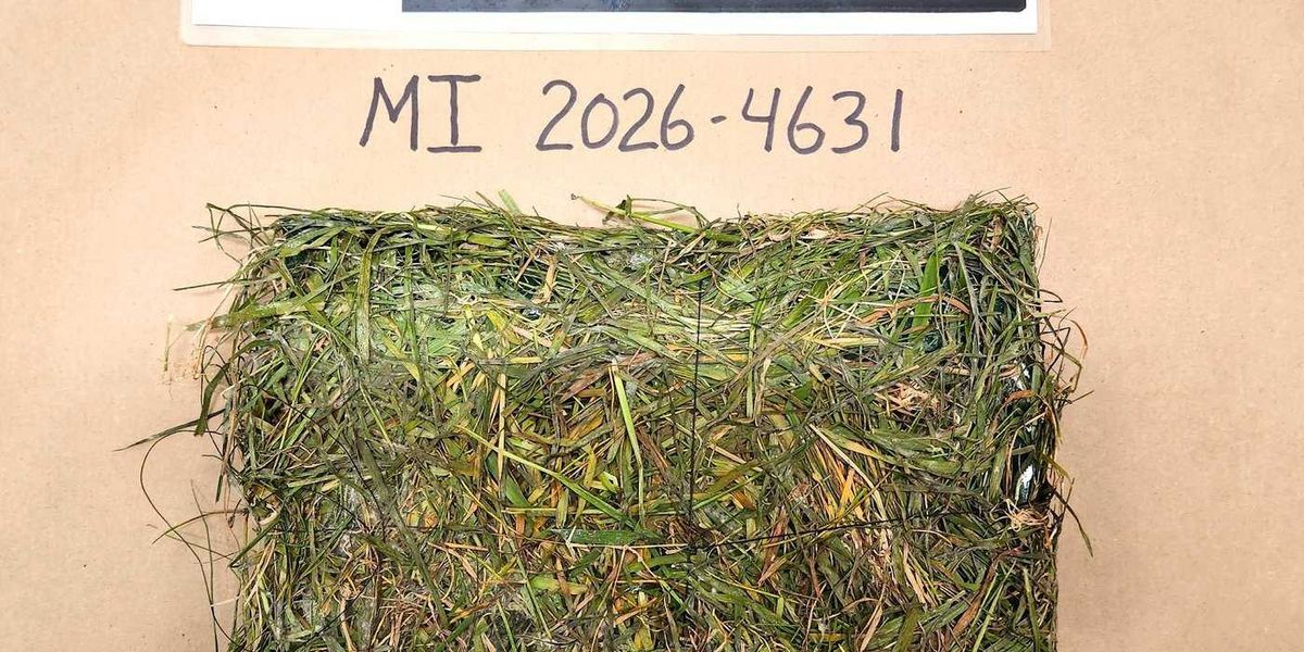 Drugs disguised as turf found on B.C. prison lawn Drugs disguised as turf found on B.C. prison lawn