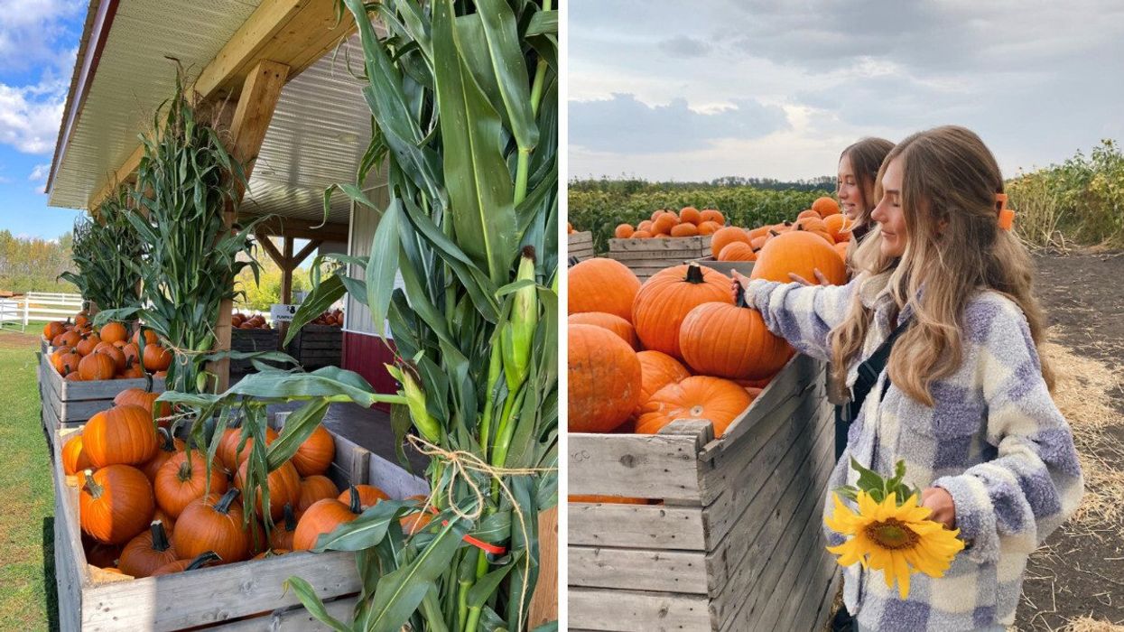 Edmonton Corn Maze. Right: Edmonton Corn Maze in Alberta.