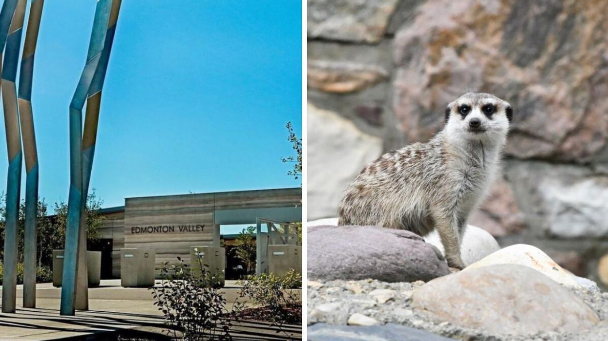 Edmonton Valley Zoo is holding a Valentine's Day campaign. Right: A meerkat at Edmonton Valley Zoo.