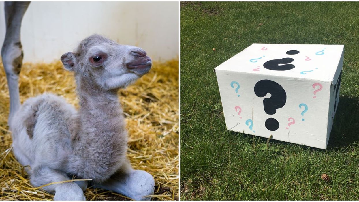 Edmonton Valley Zoo's Camels Just Had A Baby & They're Throwing A Gender Reveal (VIDEO)