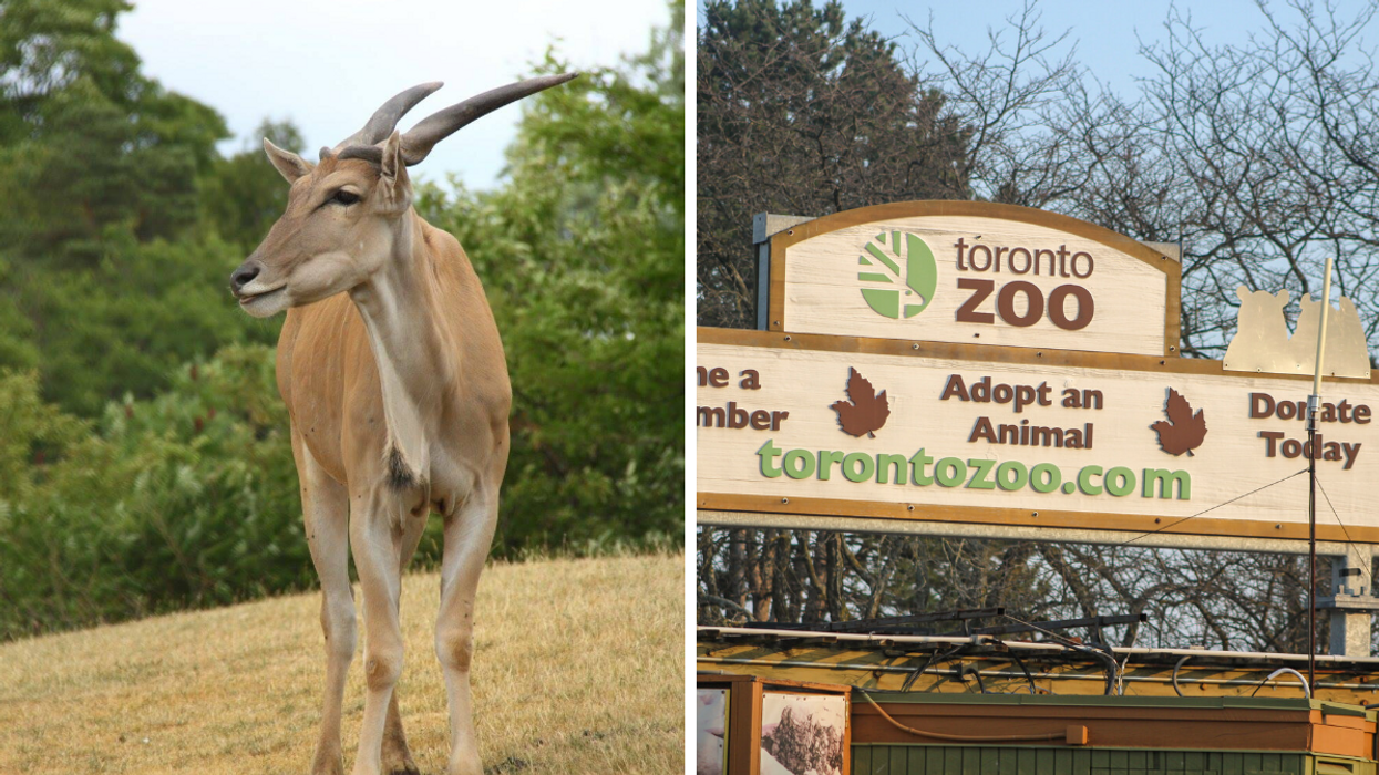 Eland at the Toronto Zoo. Right: Toronto Zoo sign.