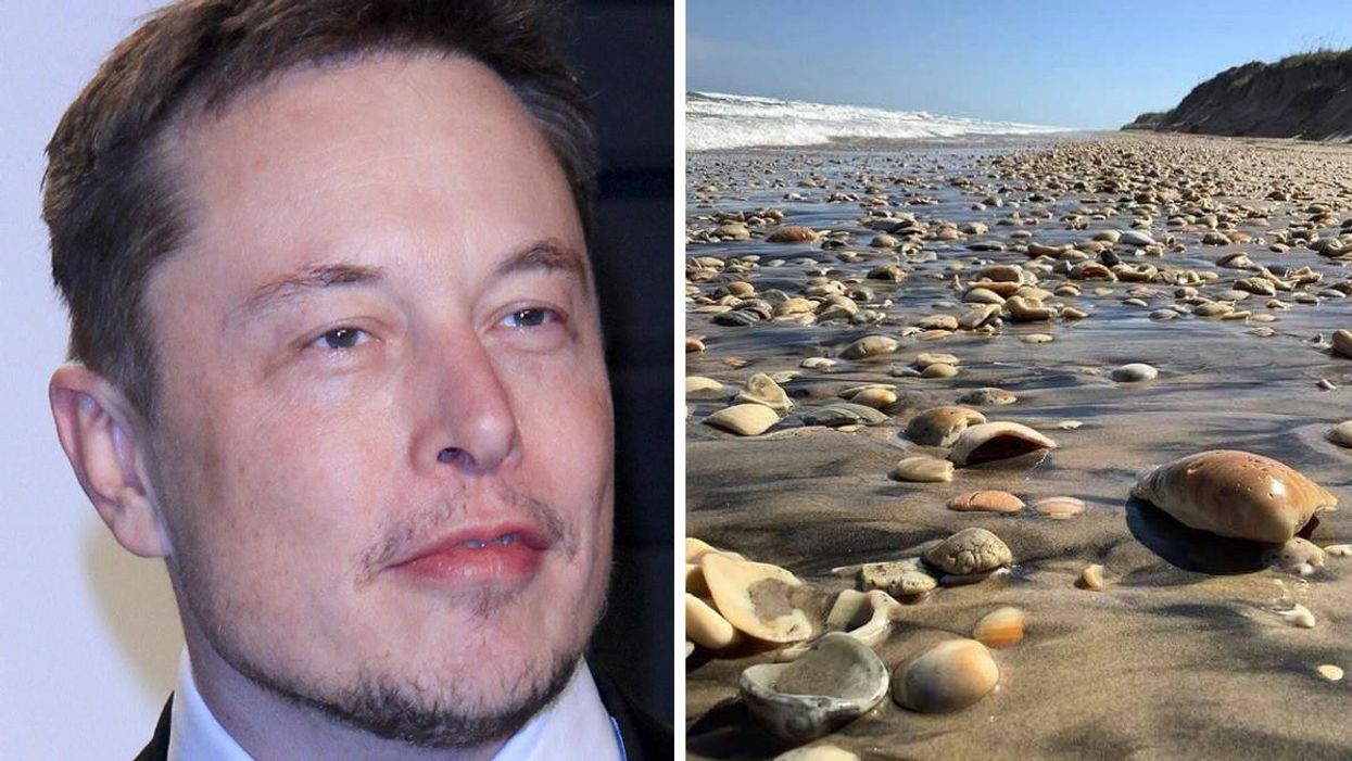 Elon Musk. Right: Sea shells on the Boca Chica Beach.