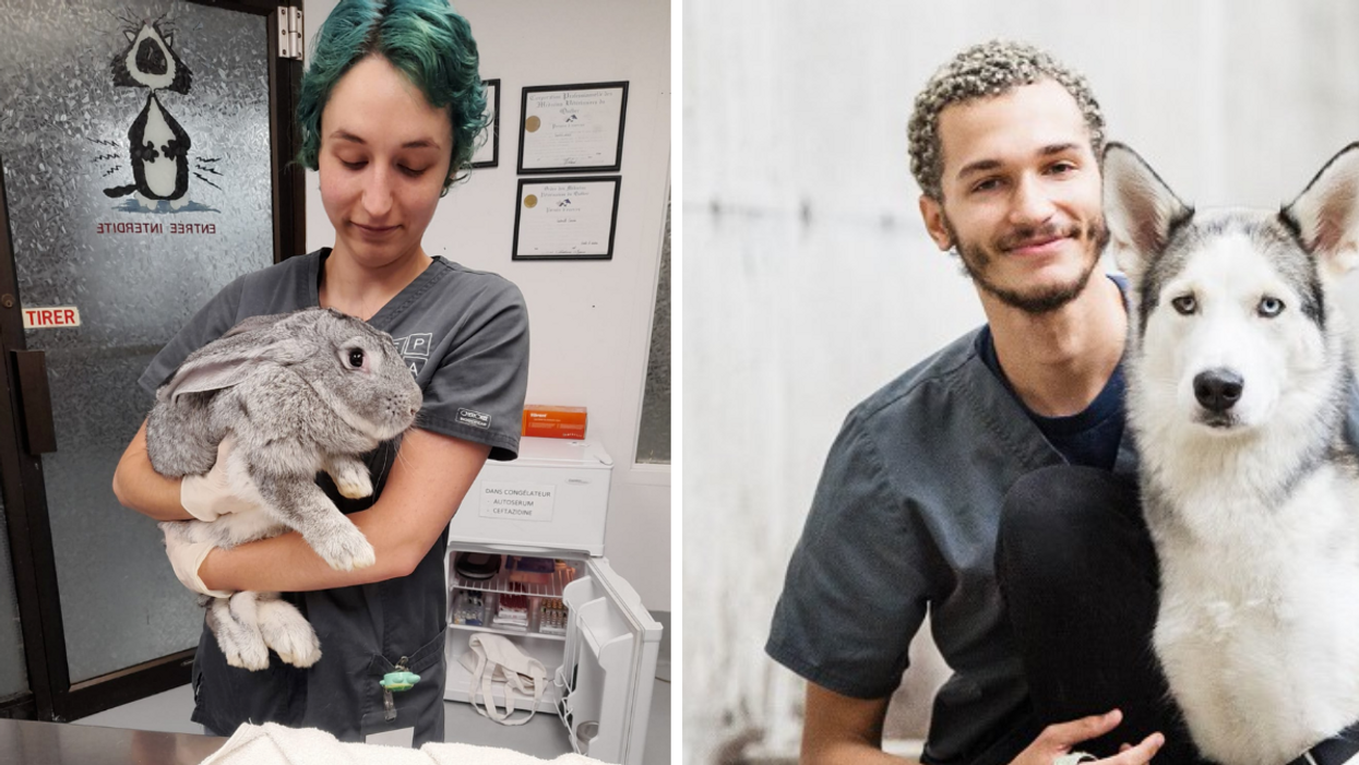 Employés de la SPCA.