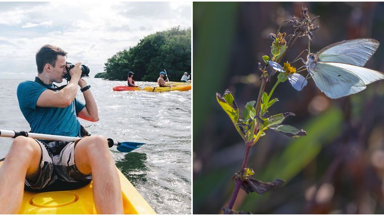 Endangered Miami Blue Butterfly Can Only Be Found At This Secluded South Florida Park