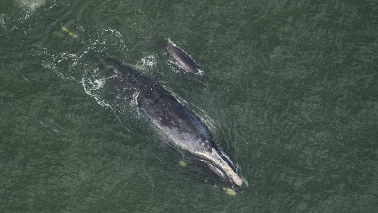 Endangered Whales Georgia North Atlantic Right Whales NOAA