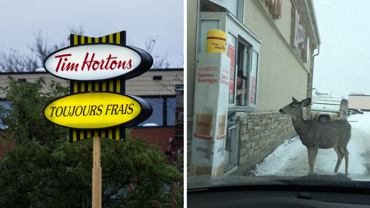 Enseigne Tim Hortons. Droite : Cerf au service au volant du Tim Hortons.
