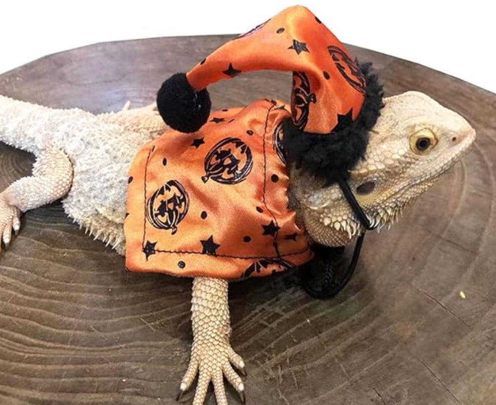 Ensemble chapeau et cape pour petit animal.