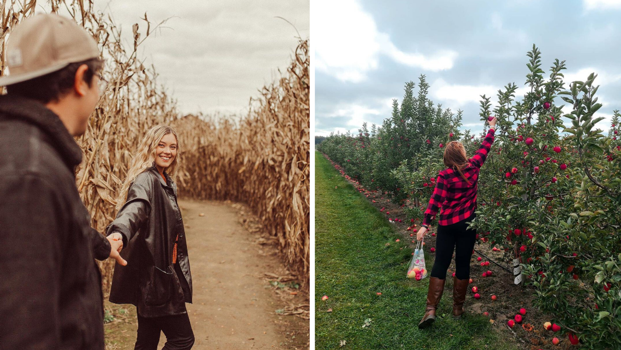 Entering a corn maze. Right: Picking apples at an Ontario orchard.