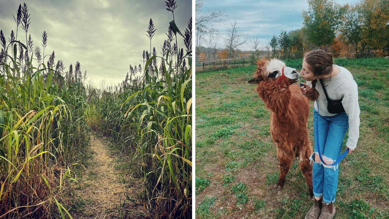 Entrance to a fall corn maze. Right: Girl standing with a cute alpaca at a farm.
