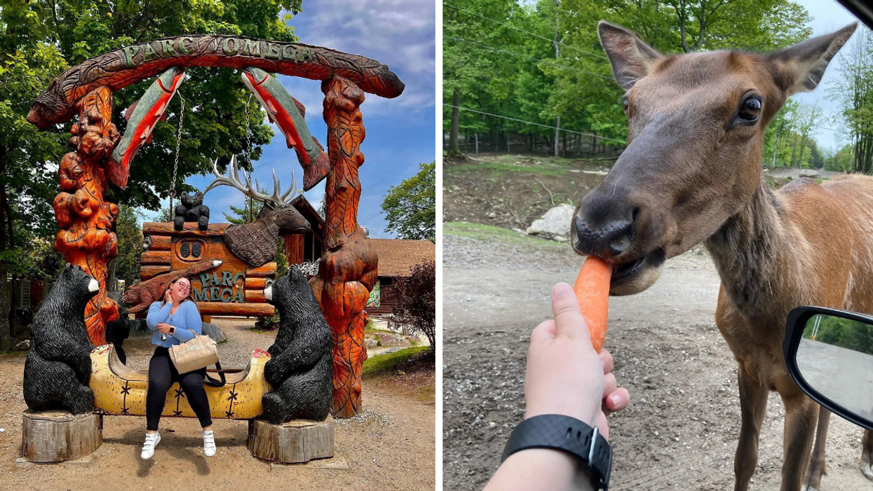 Entrance to Parc Omega in Montebello. Right: Feeding deer carrots out of the car window.