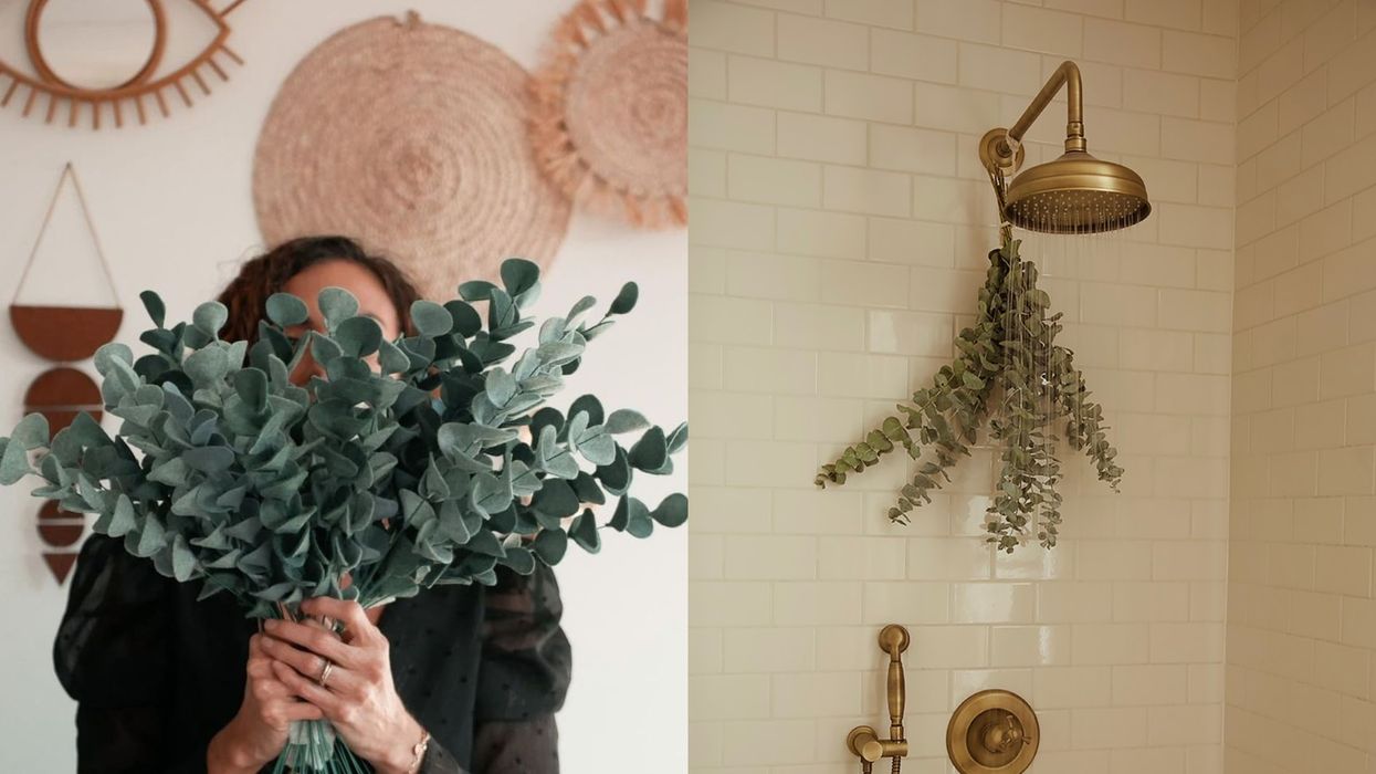 Eucalyptus Montréal