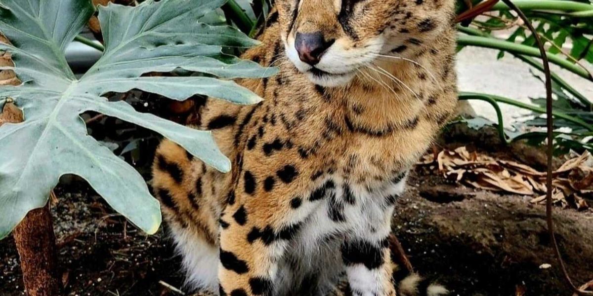 Exotic cat owner speaks out over B.C. ban Exotic cat owner speaks out over B.C. ban