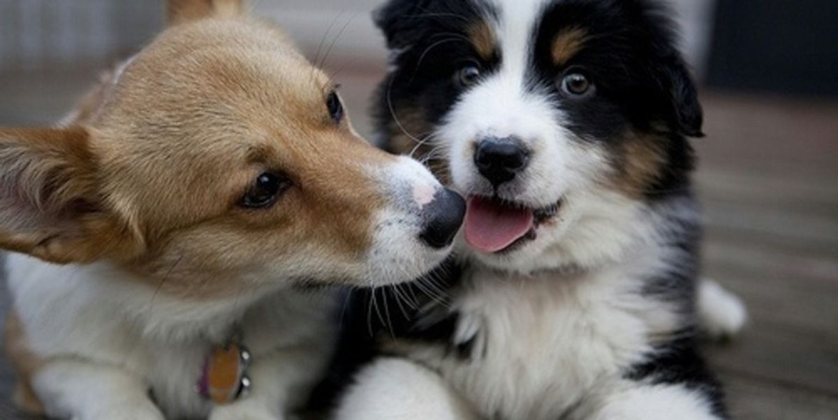 Tu pourrais adopter le chien de tes rêves à Montréal