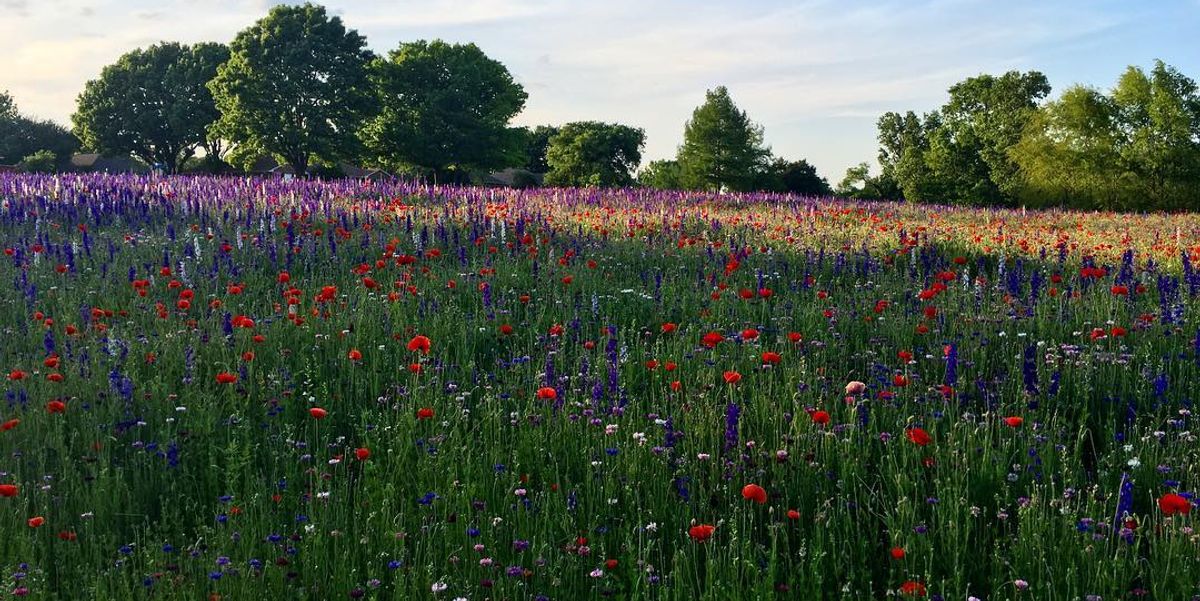 Crowley Park In Richardson Has Fields Of Stunning Seasonal Blooms Narcity
