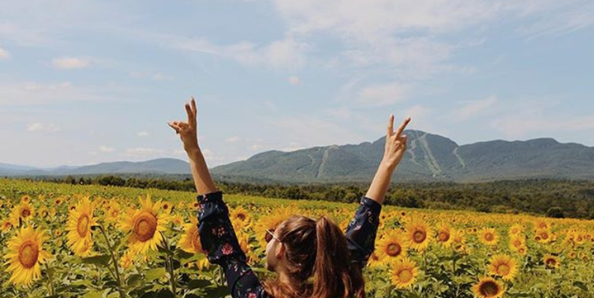 Tournesols Orford Le champ de tournesols Domaine Brassicole à Orford est l'endroit