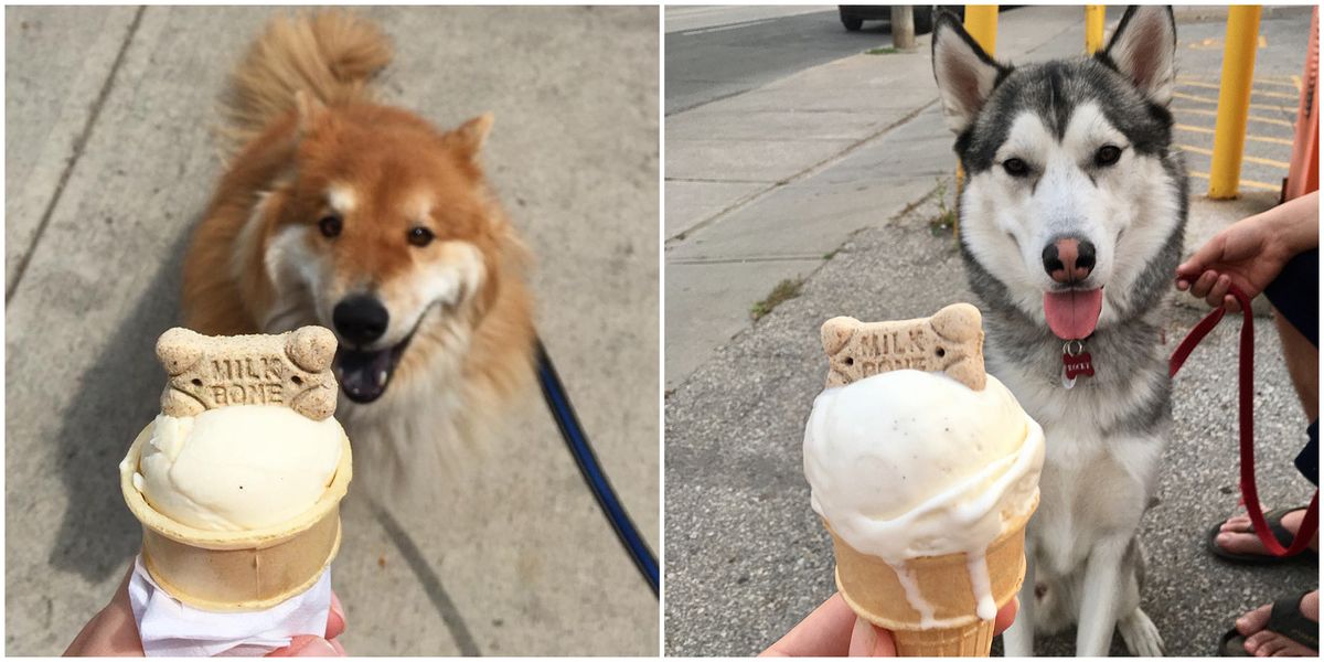 Get Ice Cream In Toronto For Your Dog At Brett's Ice Cream Narcity