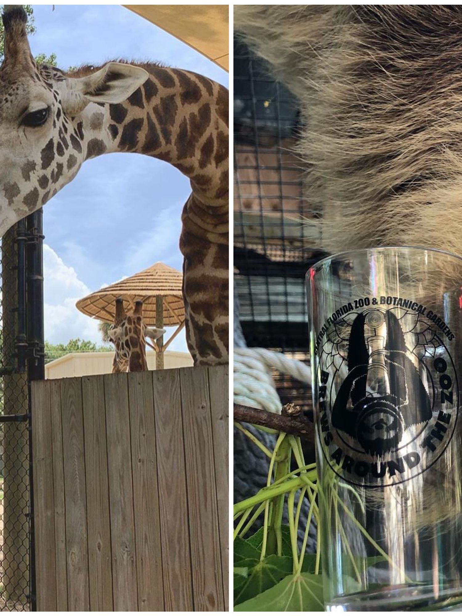 The Central Florida Zoo Is Hosting An Adults-Only Night With Booze This