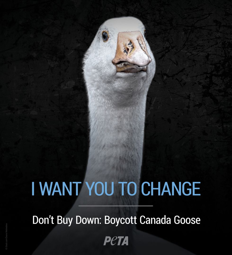 PETA TIFF Protest To Voice Opposition To Festival's Canada Goose Deal