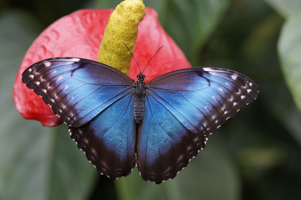 Free Flying Butterfly Exhibit Near Orlando Lets You Get Up Close And