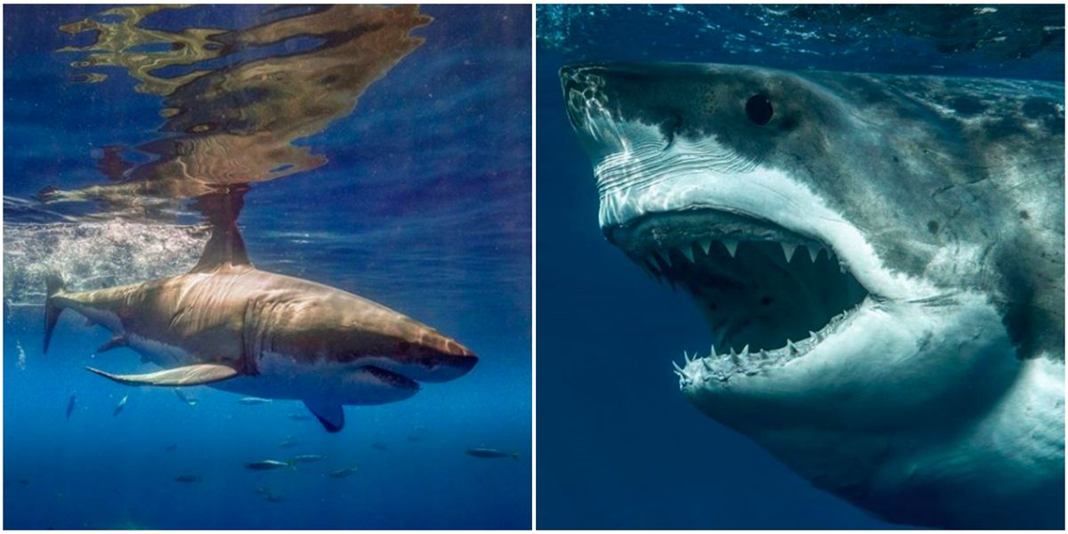 Great White Sharks Near Coast Right Now Are Crazy Huge