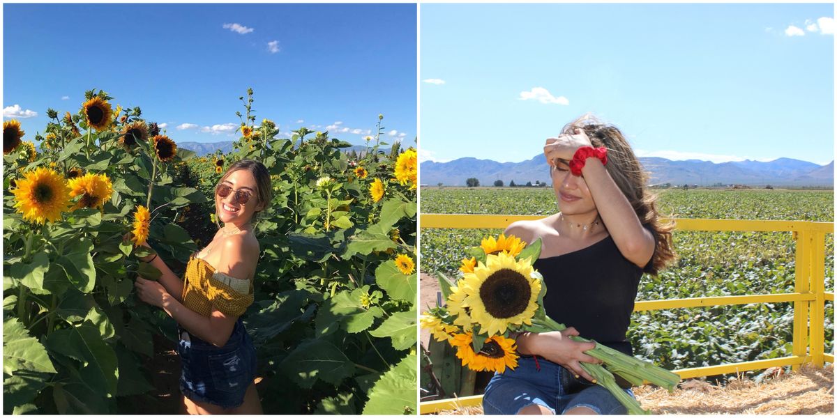 Sunflower Field In Arizona Lets You Pick Your Own Sunflowers Narcity