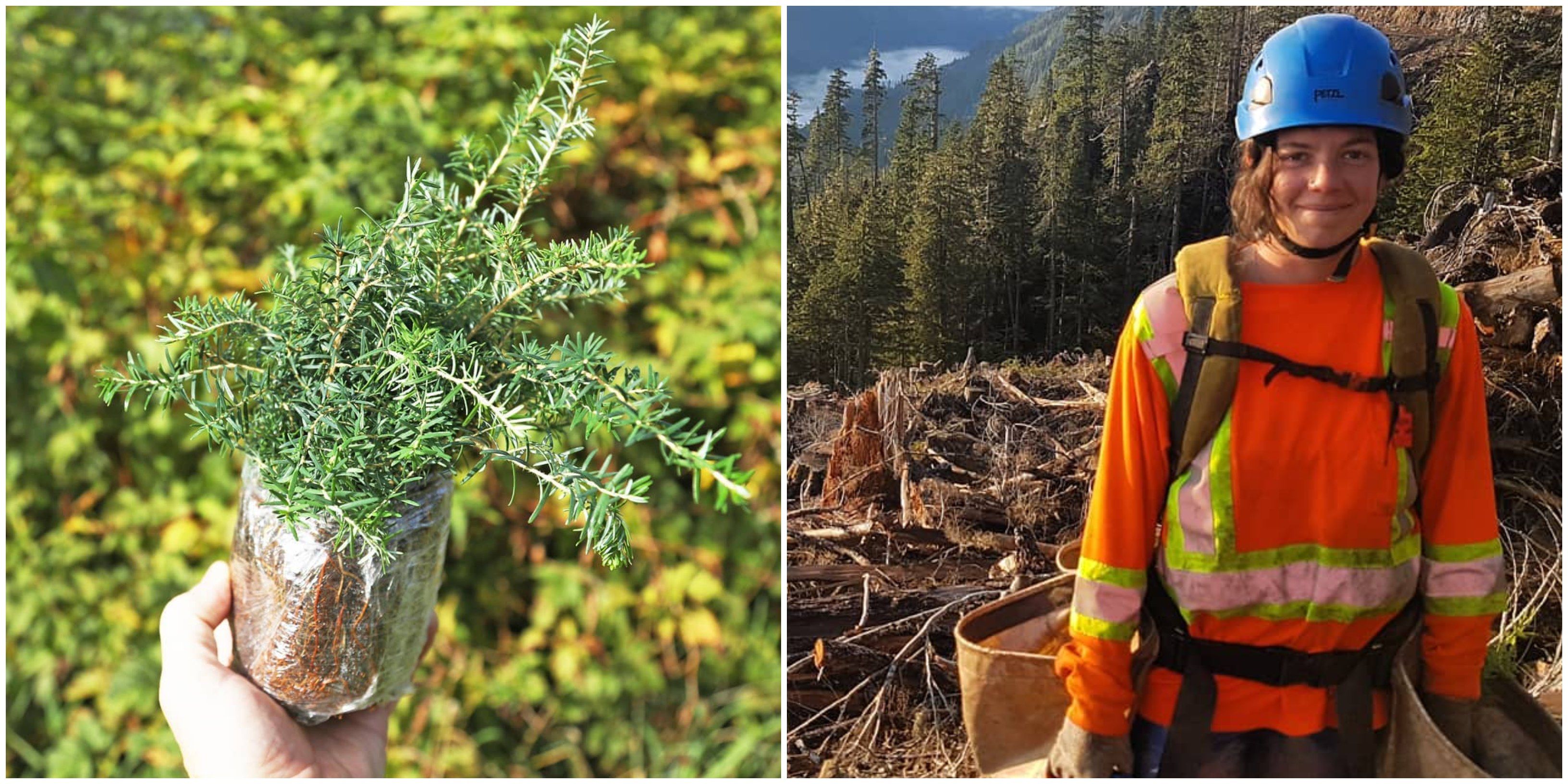 BC Tree Planting Jobs Next Year Could Have 500 Openings