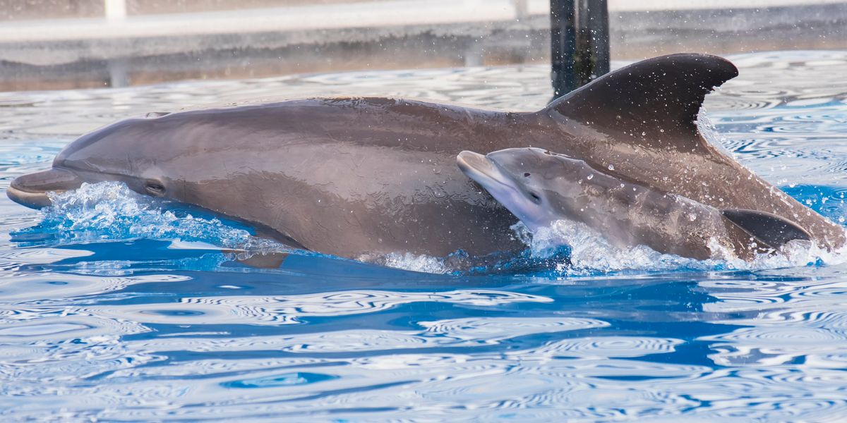 Baby Bottlenose Dolphins At Sea World California Born Today Narcity