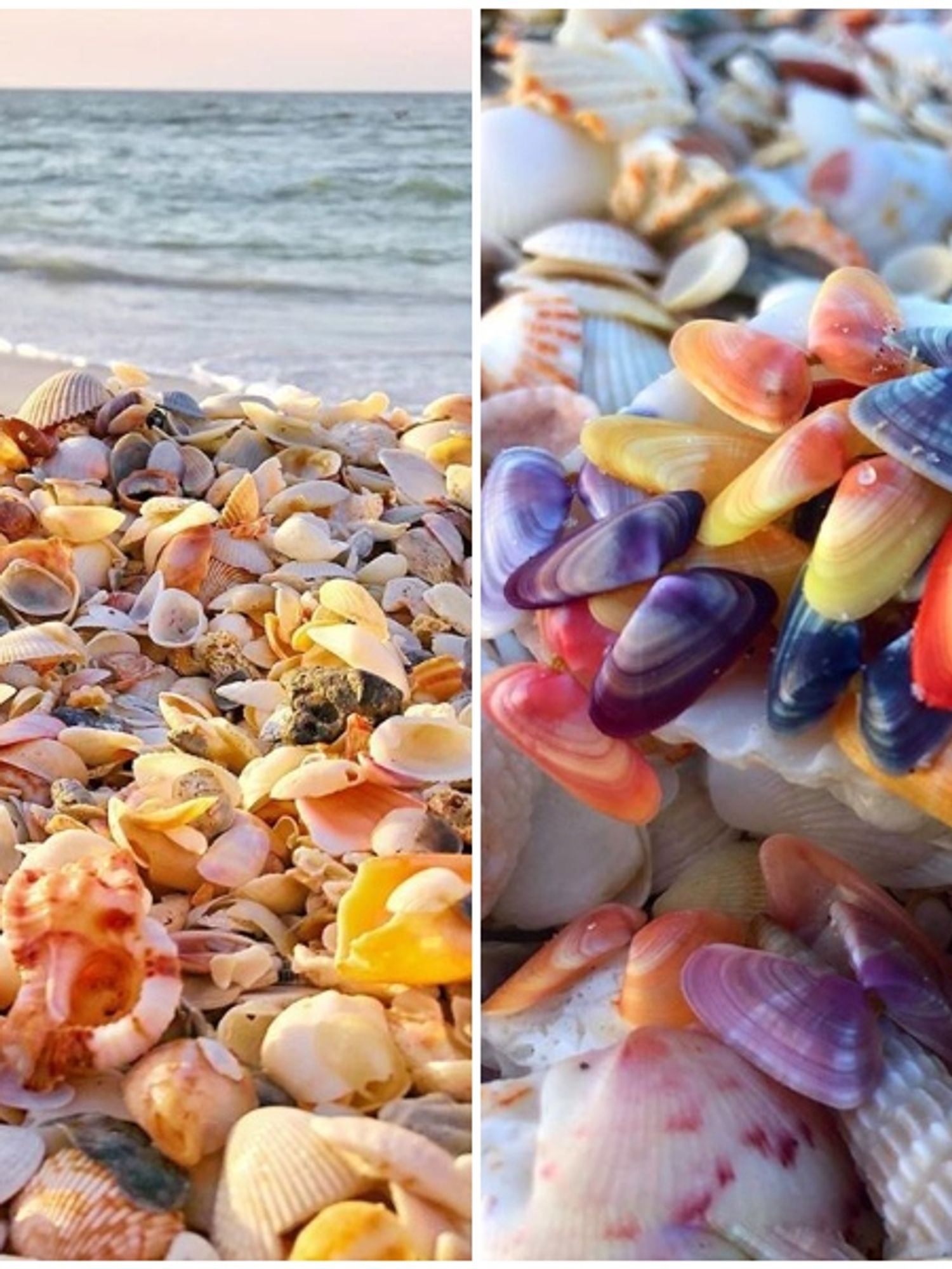 You Can Find The Most PastelColored Seashells Covering This