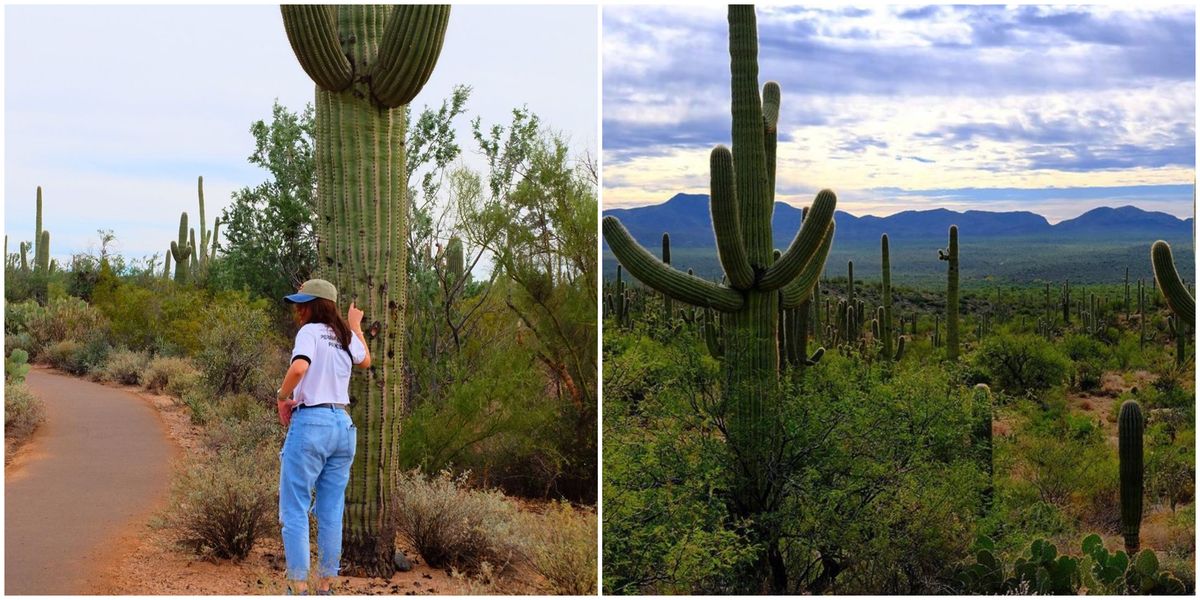 Saguaro National Forest In Arizona Is A Cactus Wonderland Narcity
