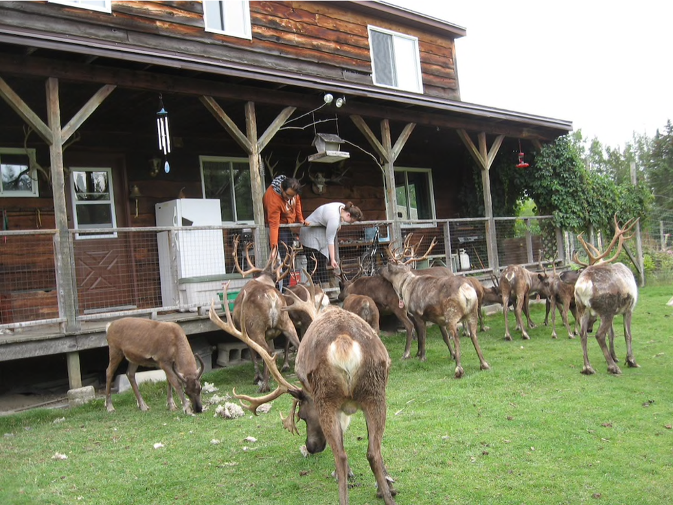 Ontario's Reindeer Farm Airbnb Is The Perfect Christmas Getaway Narcity