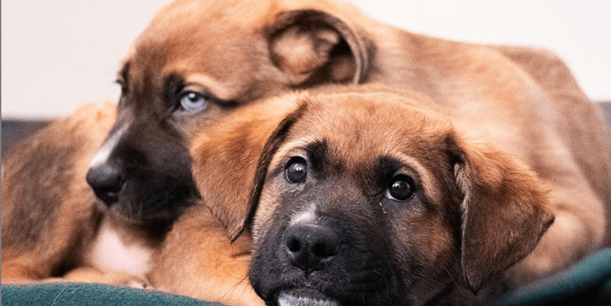 Le micropuçage à Montréal et Laval des animaux de