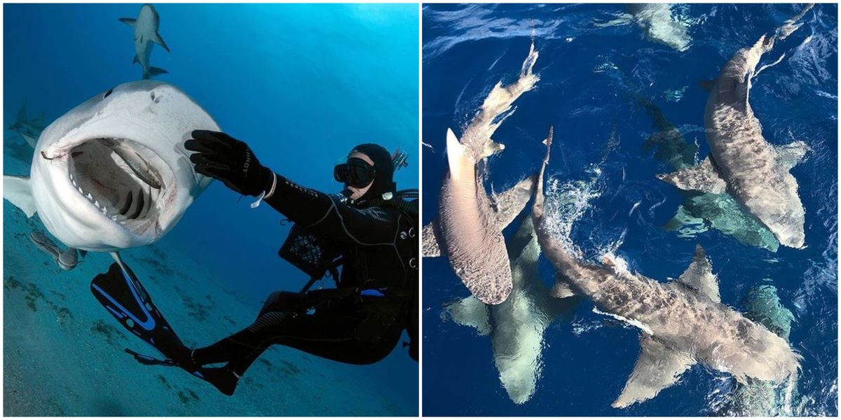 6 Places To Freedive With Sharks In Florida Narcity