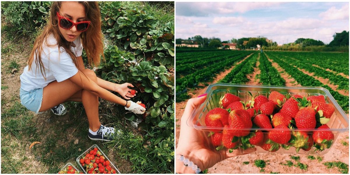 Pick Strawberries In South Florida At Strawberry Fields Of Kendall