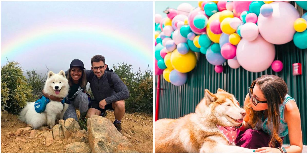 This Dating App That Works Is Definitely The One For Lovable Dog Owners