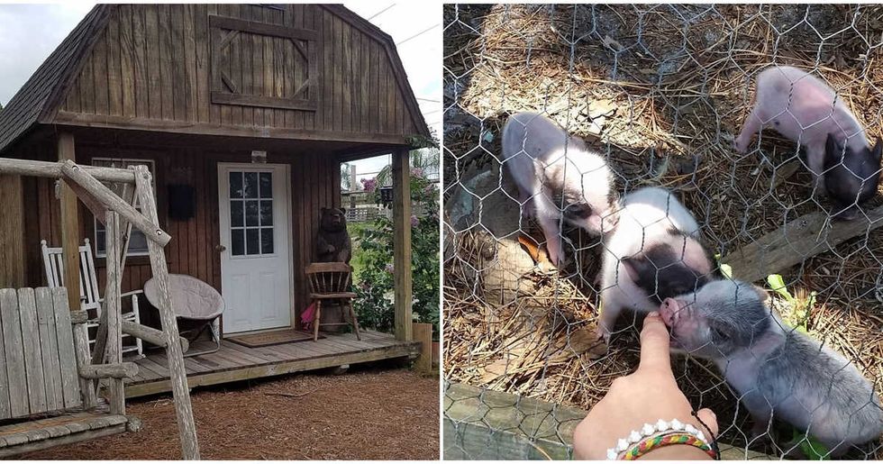 7 Cheap Airbnbs Rentals With Animals In Florida Narcity