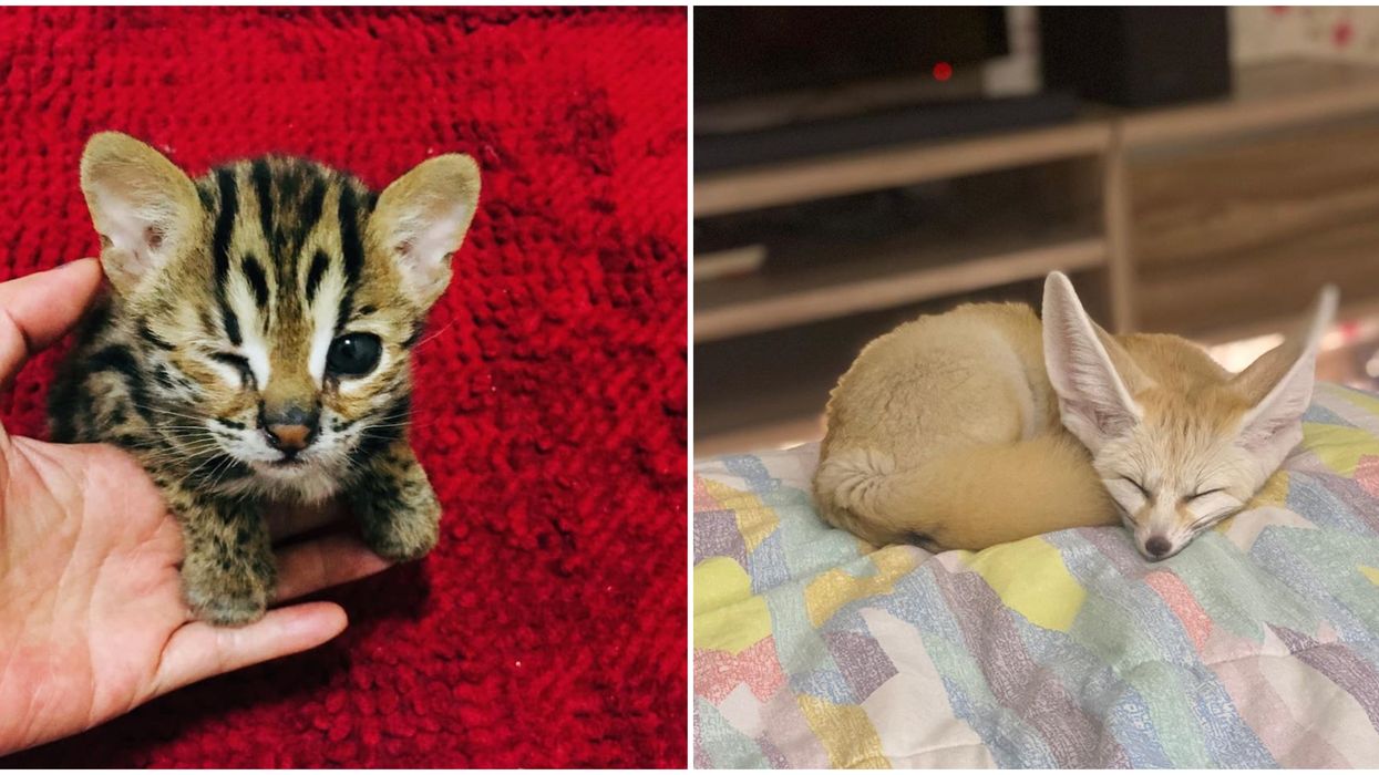 10 Exotic Pets That Are Legal In Florida Pethelpful