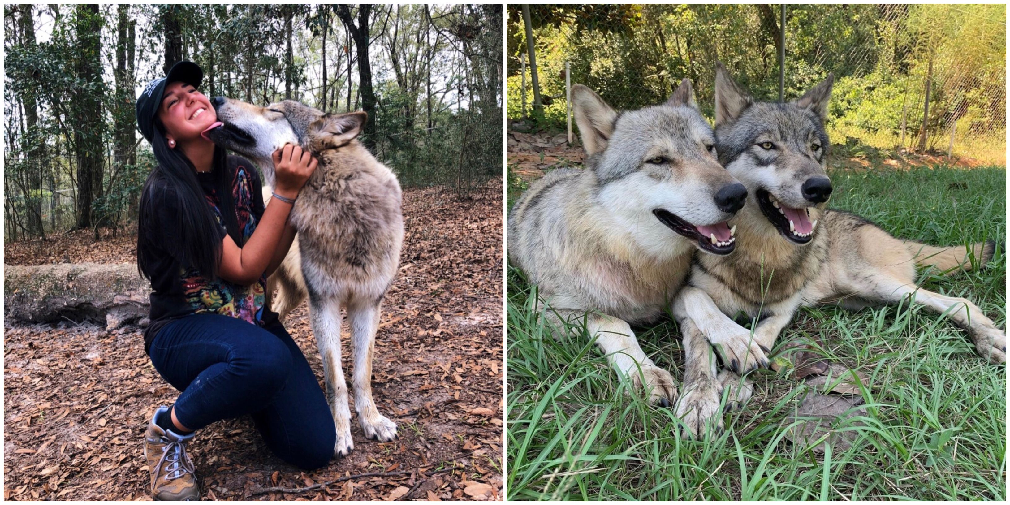 This Wolf Sanctuary Near Lets You Interact With Friendly Wolves