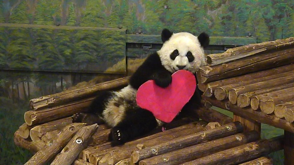 Toronto Zoo's Valentine's Day Dinner Is The Most Adorable Date To Take