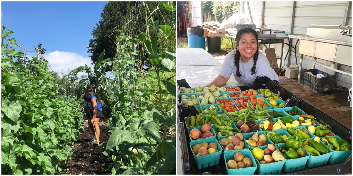 A Fruit Farm In Houston Is Letting You Pick Your Own Veggies Narcity
