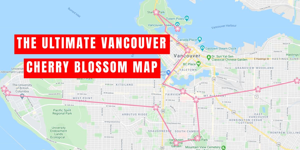 Best Cherry Blossom Places In Vancouver This Map Is All You Need This