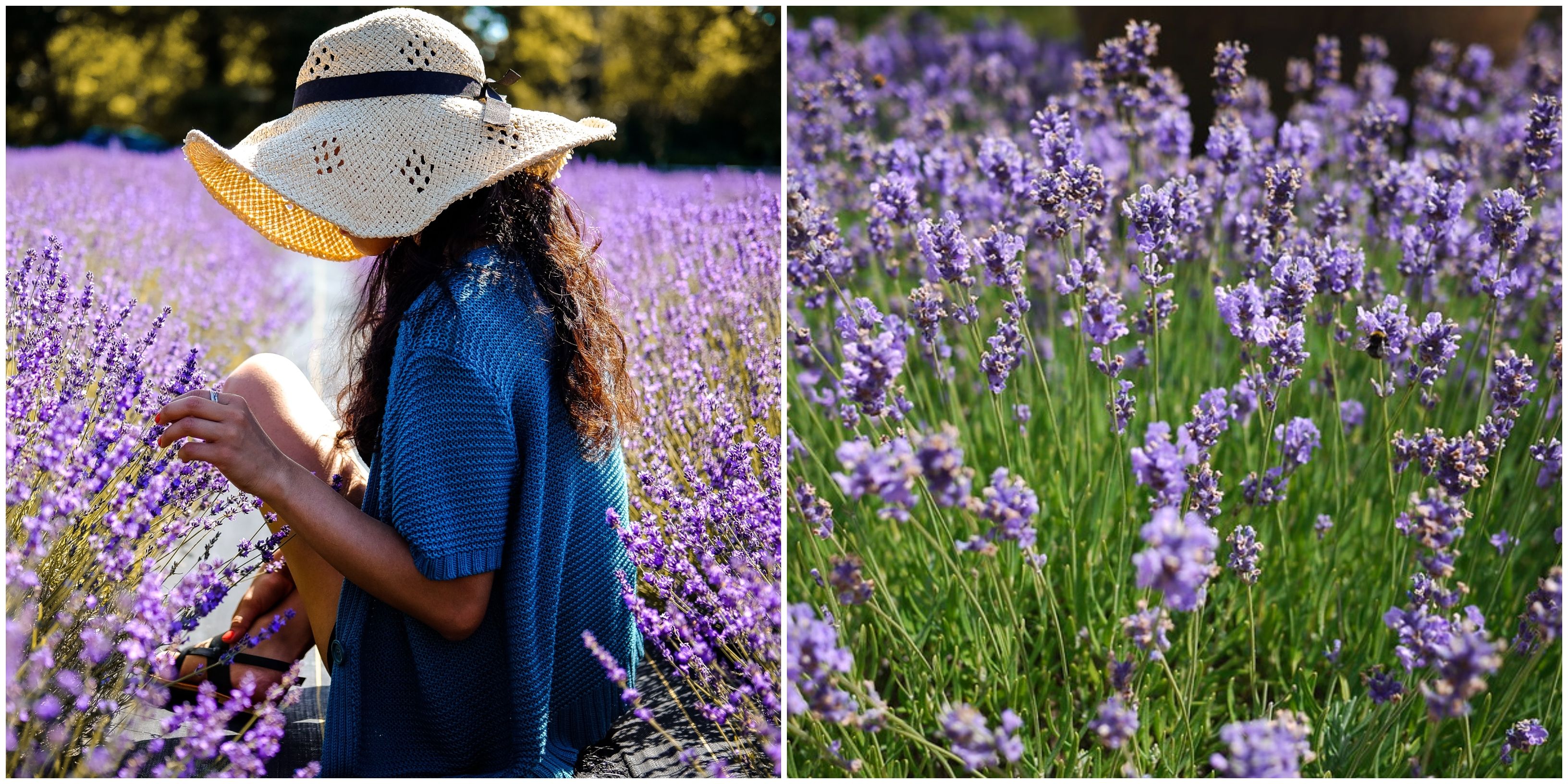 A Lavender Festival In Austin Is Coming This May Narcity