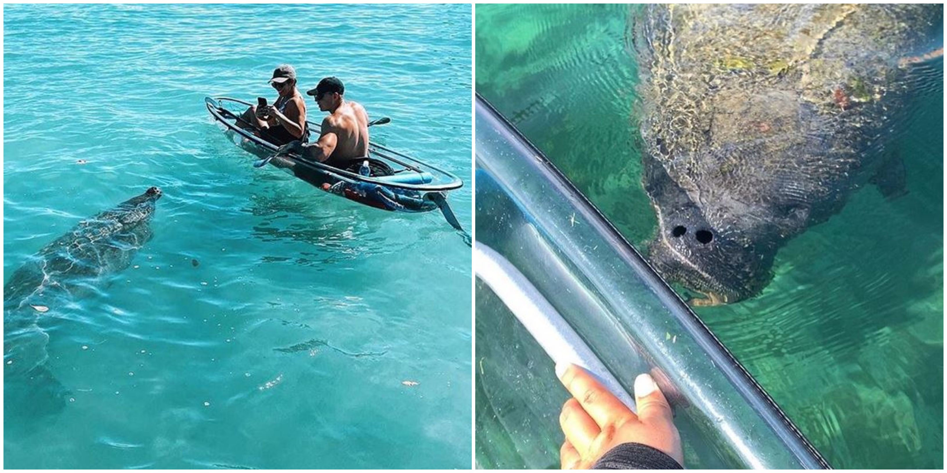 This Clear Kayak Tour In Florida Let's You Get Up Close To Manatees
