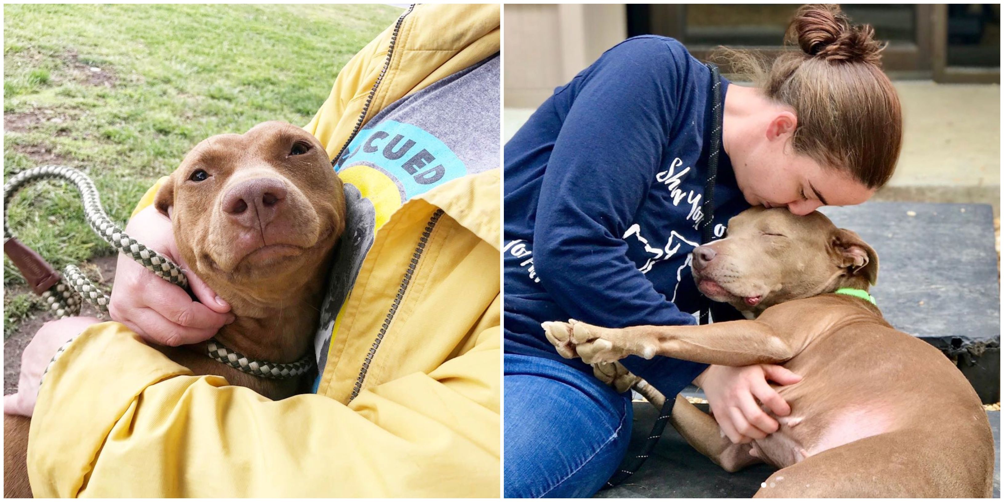 Lifeline Pet Adoption Atlanta / Lifeline Animal Project Offering 20 Dog