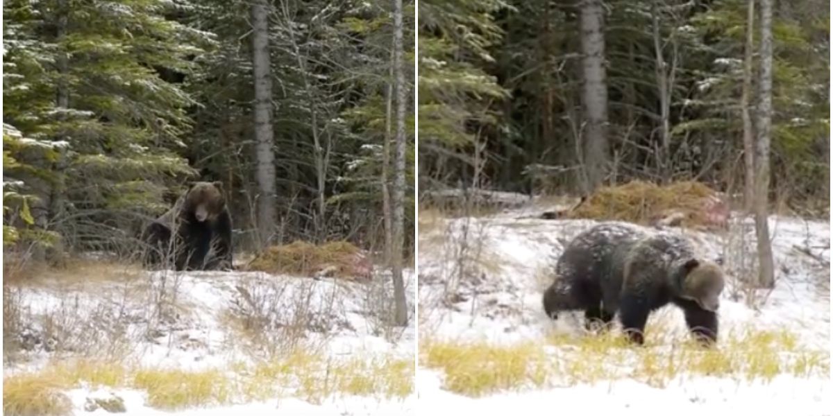 Grizzly Bear "The Boss" Is One Of Canada's Toughest Bears And He's