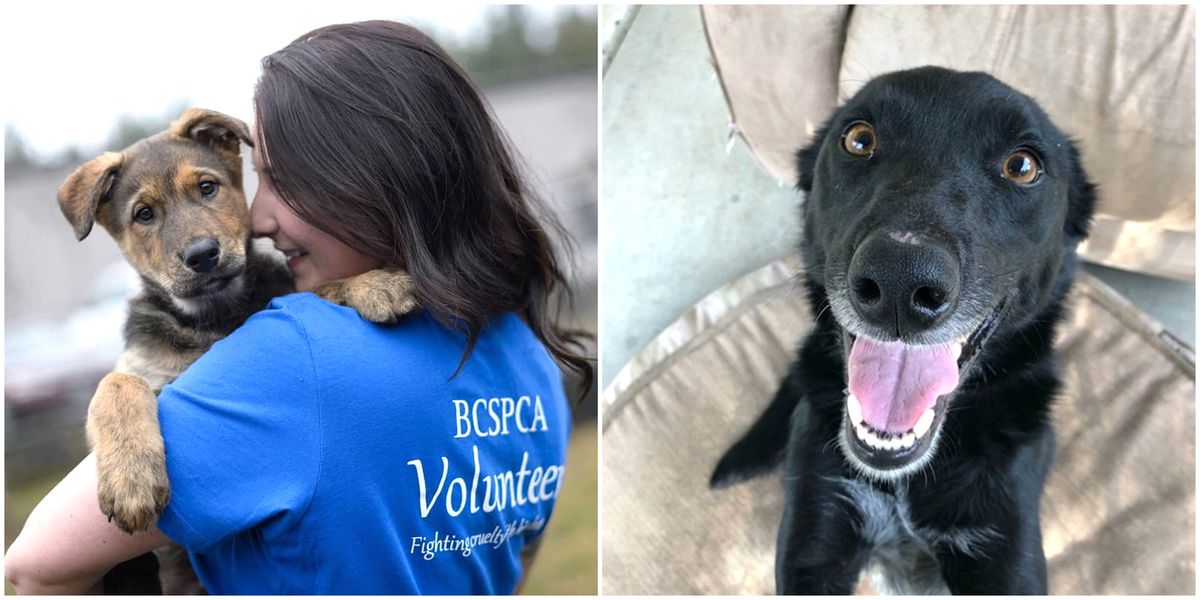 BC SPCA Pet Adoptions Are 50 Off Right Now & It's The Perfect Time To