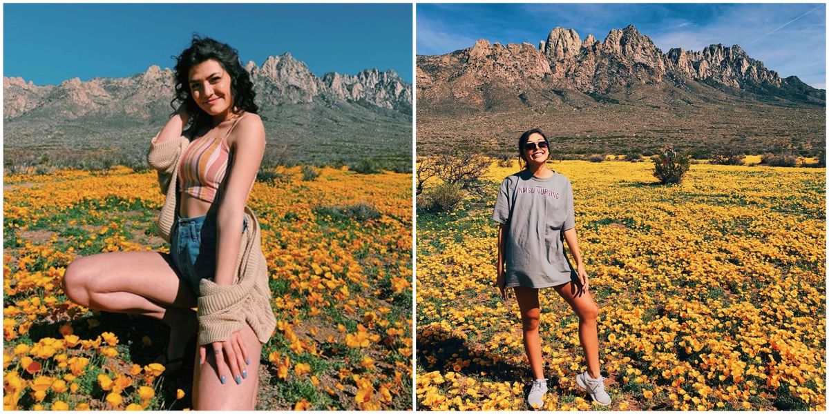 Las Cruces' Organ Mountains Poppies Are Now In Bloom Narcity