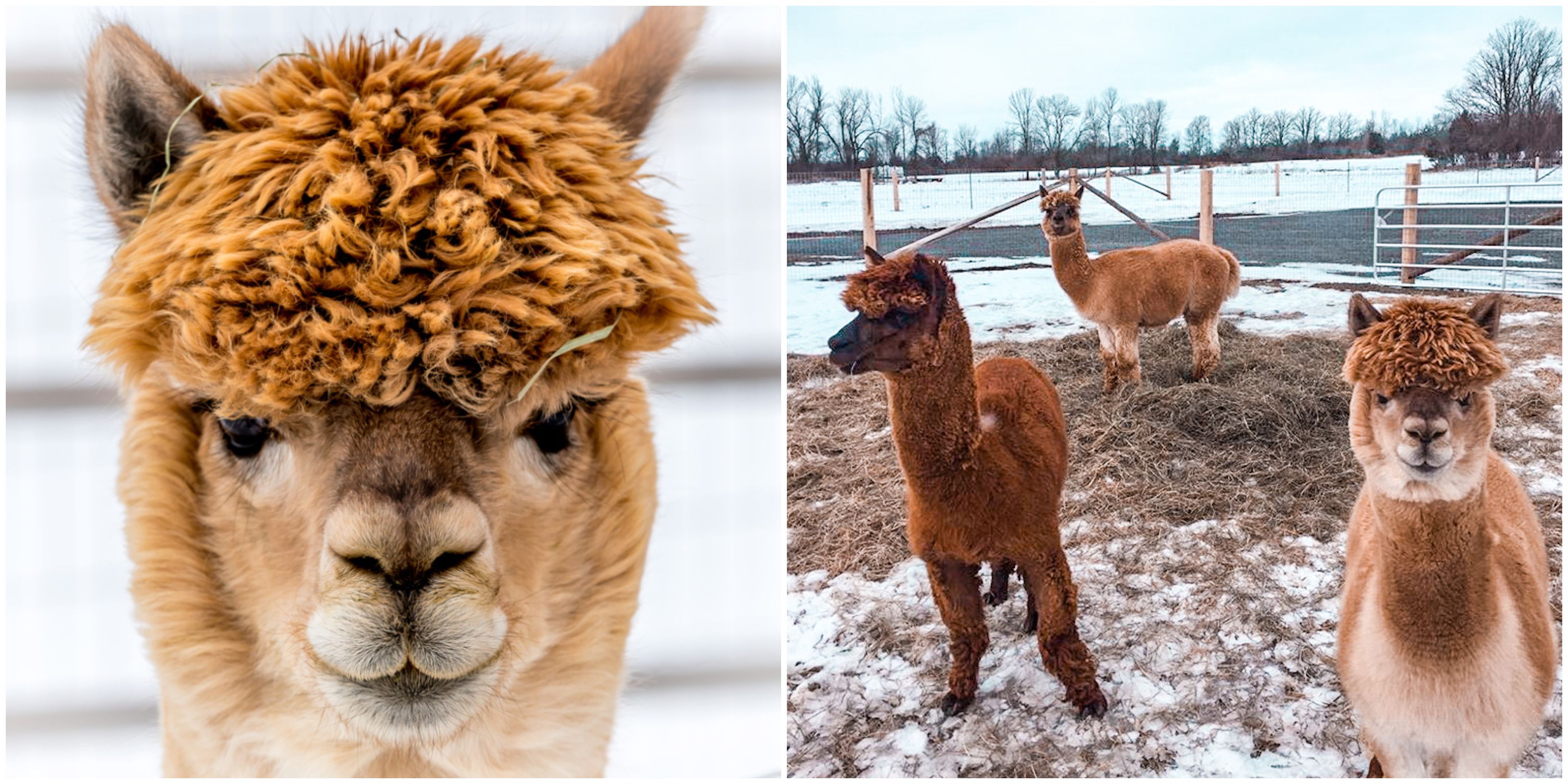 Ontario's Alpaca Adoption Lets You Parent A Fluffy Critter & It Will