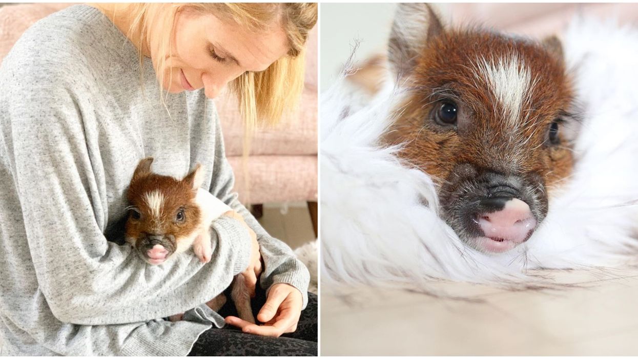 L Humoriste Bianca Longpre A Adopte Un Bebe Cochon Narcity L Humoriste Bianca Longpre A Adopte Un Bebe Cochon Narcity