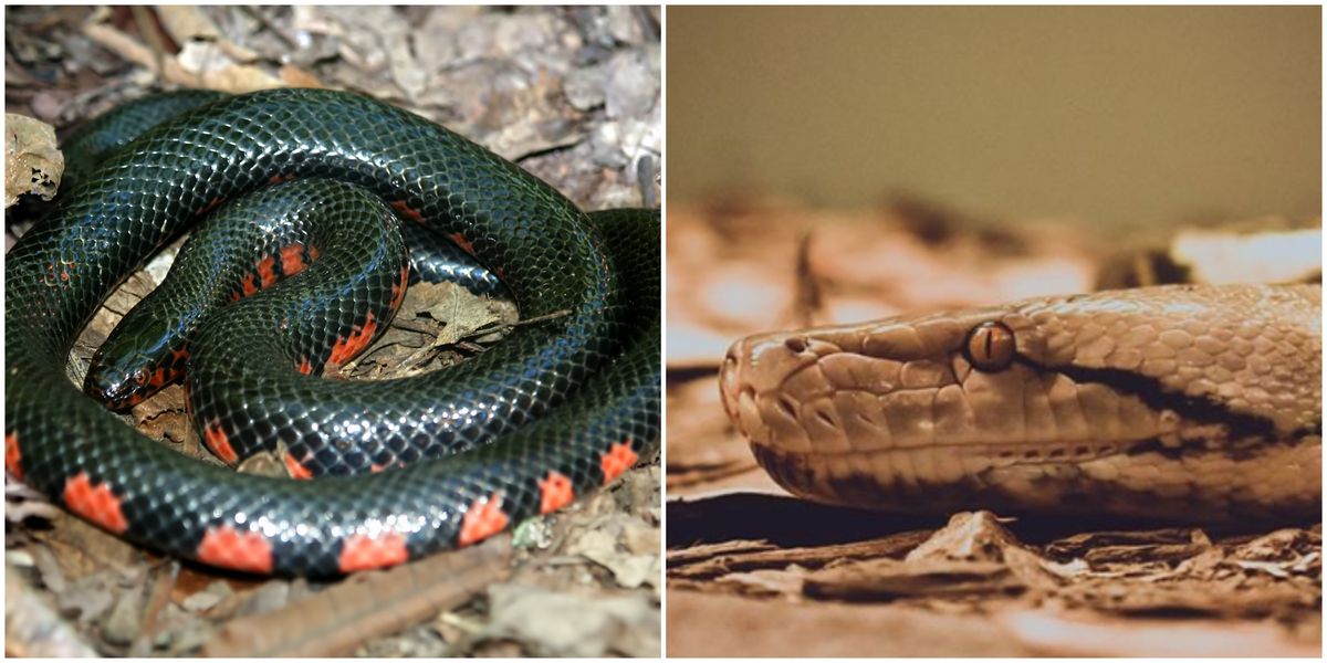 NonVenomous Snakes Of Virginia Beach Are Coming Out Of Hibernation