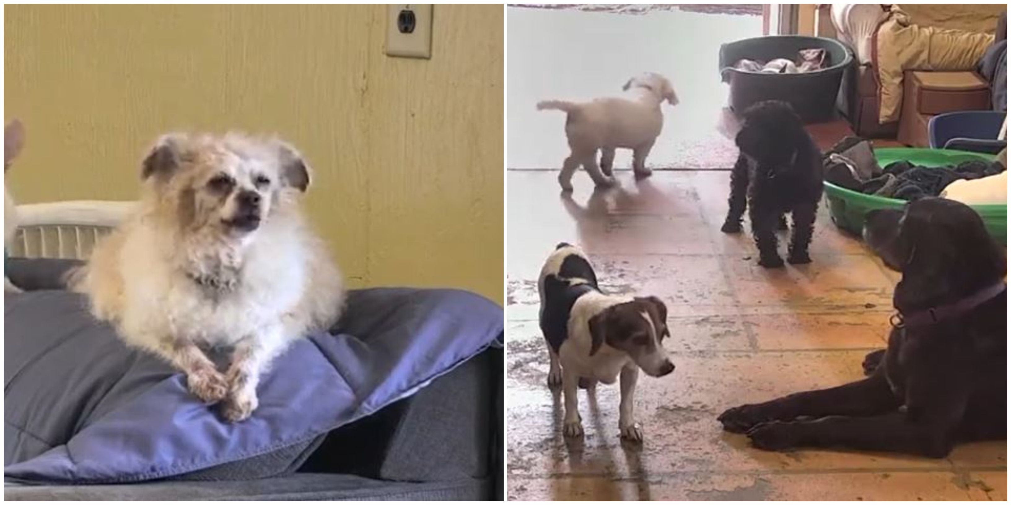 Old Friends Senior Dog Sanctuary Live Cams Will Totally Brighten Your Day Narcity